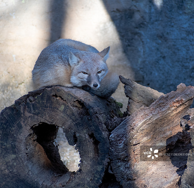 敏狐栖息在原木上图片素材