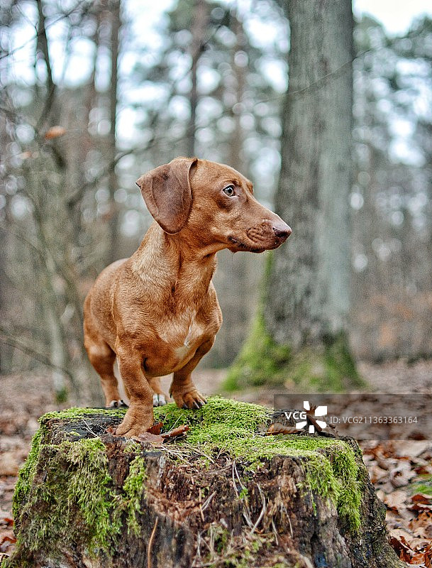 腊肠犬森林：腊肠犬坐在岩石上看向远方，德国柏林图片素材