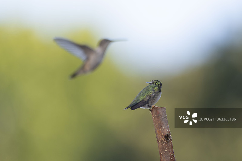 两只蜂鸟特写，栖息在树枝上，美国密苏里州高岭图片素材