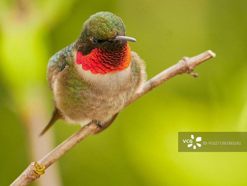 高度警惕：蜂鸟栖息在植物上特写，美国马萨诸塞州普利茅斯图片素材