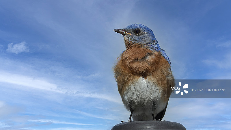 近距离观察北美小嘲鸫图片素材