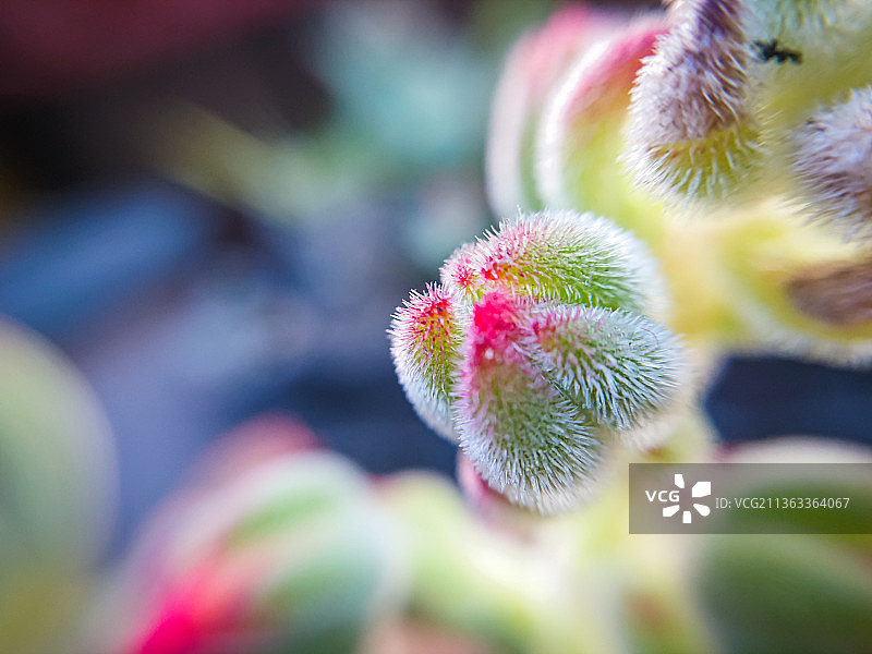 苏格拉底语录与粉色开花植物特写图片素材