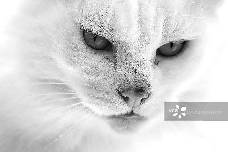 猫的眼睛特写图片素材