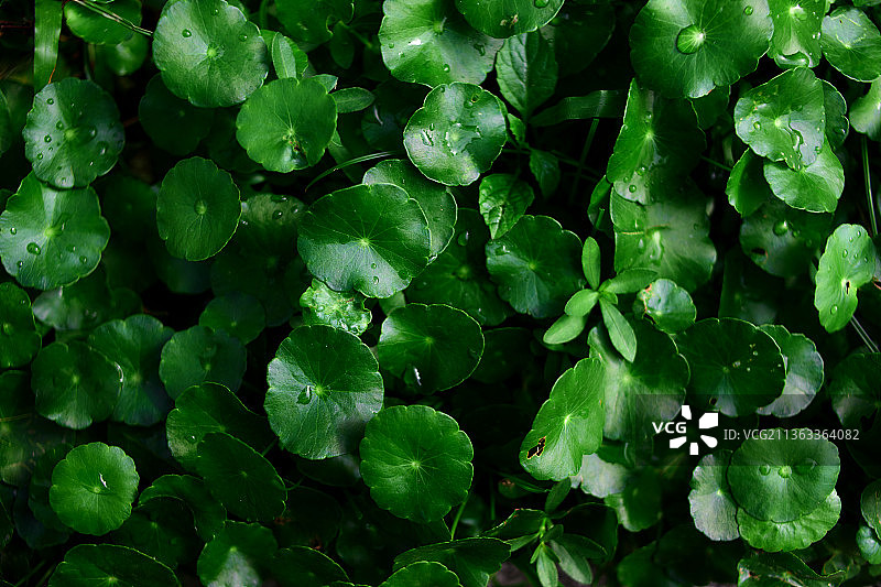花园里带水滴的积雪草叶子图片素材