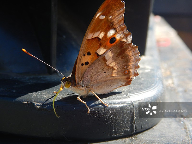 城市昆虫：停在垃圾桶上的蝴蝶（奥地利维也纳）图片素材