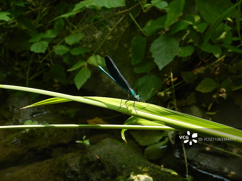 蓝色，植物上的昆虫特写，奥地利维也纳图片素材