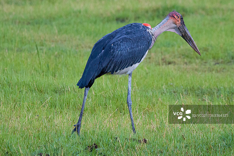 自然栖息地中的动物：秃鹳特写图片素材