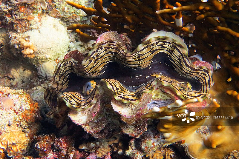 蛤蜊壳，海洋珊瑚特写图片素材