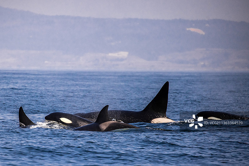 虎鲸家庭：海中畅游的两条海豚图片素材