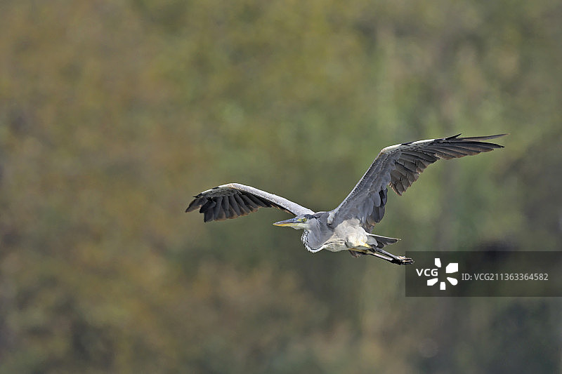 灰色苍鹭，希腊，大蓝灰色苍鹭在天空中低角度飞行图片素材