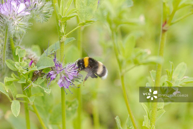授粉紫色花朵的飞行大黄蜂特写图片素材