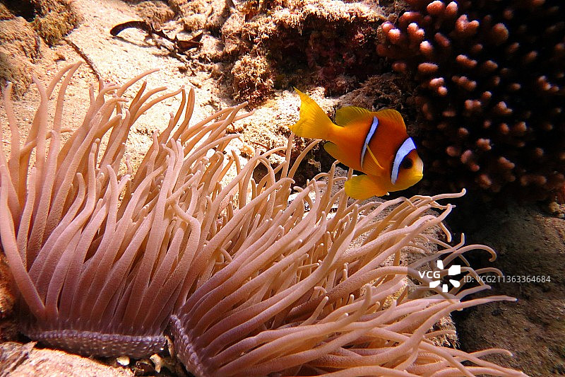 小丑鱼特写图片素材