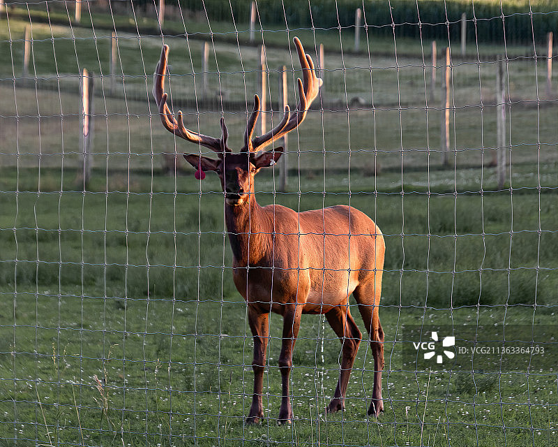 圈养的红鹿肖像，站立在田野上，美国明尼苏达州罗切斯特图片素材