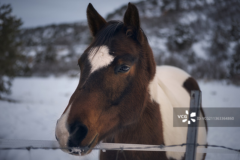 锡安的客人，小母马站在白雪覆盖的田野上（美国犹他州锡安国家公园）图片素材