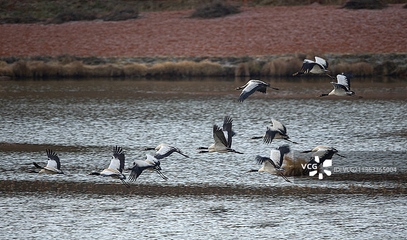 黑颈鹤图片素材