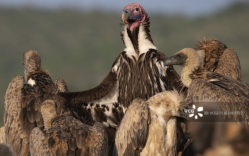 鸟类特写，姆库兹庄园，南非图片素材