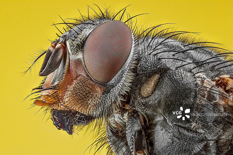 丽蝇特写，昆虫在黄色叶子上图片素材