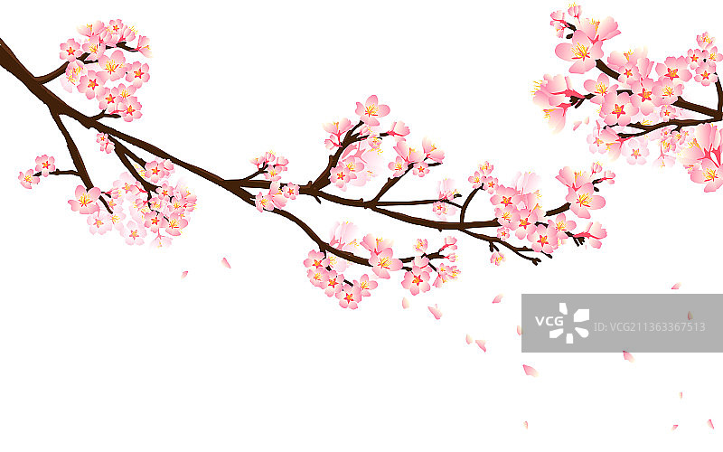 花朝节的樱花季插画图片素材