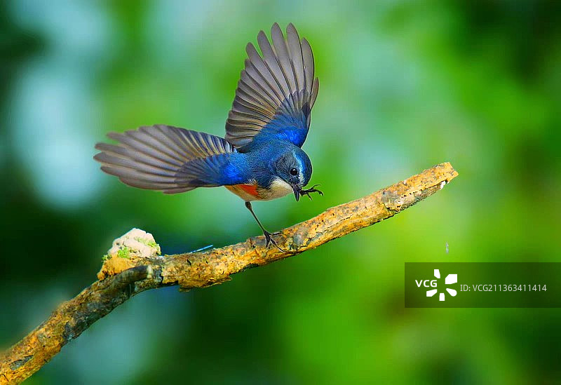 红肋蓝尾鸲图片素材