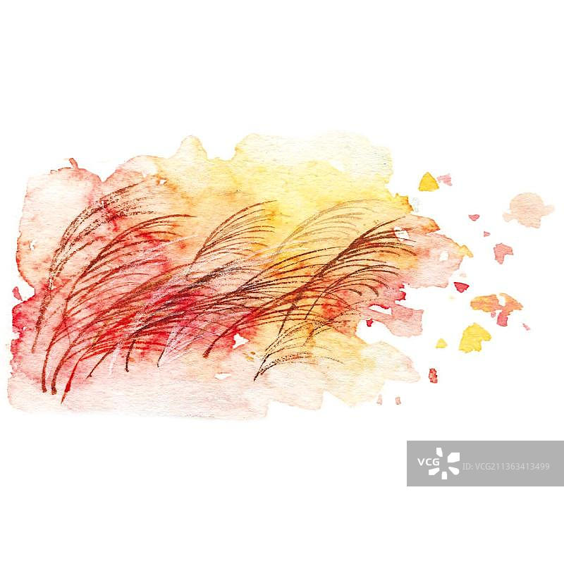 水彩手绘橙色芦苇花随风荡图片素材