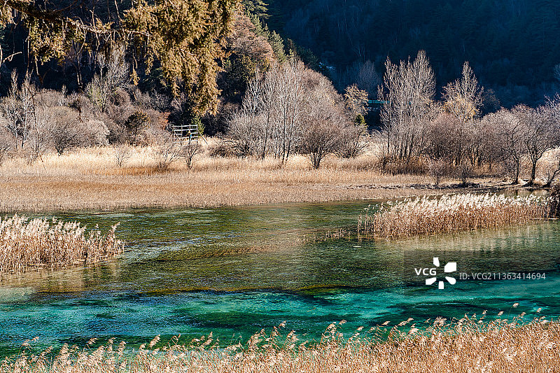 九寨沟芦苇海图片素材