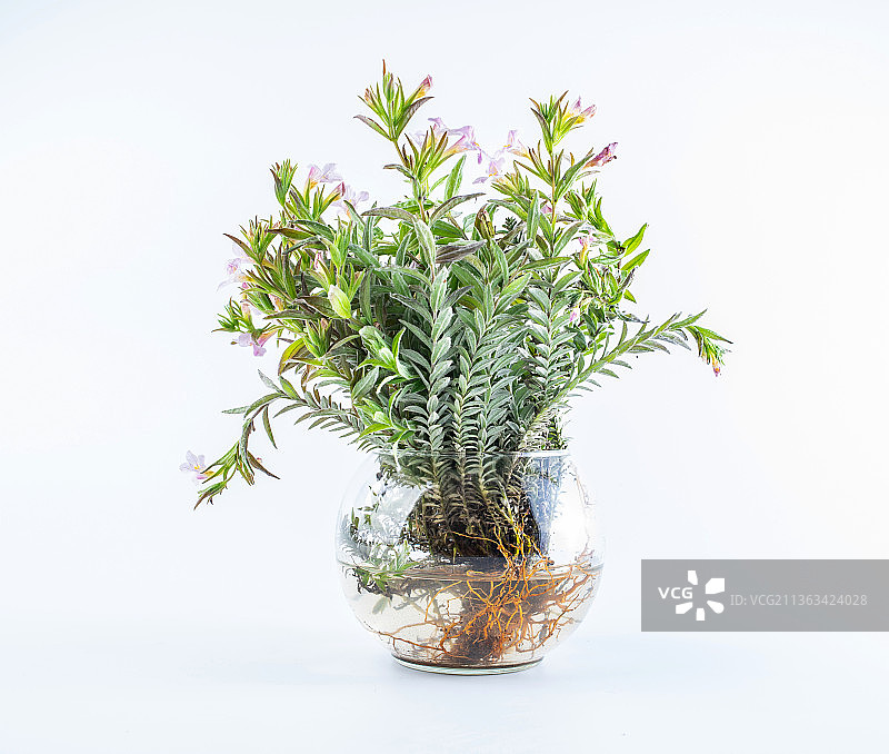 白背景上一棵中草药沙氏鹿茸草图片素材