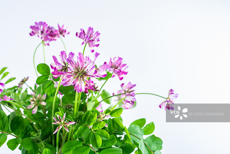 白背景上的紫云英鲜花图片素材