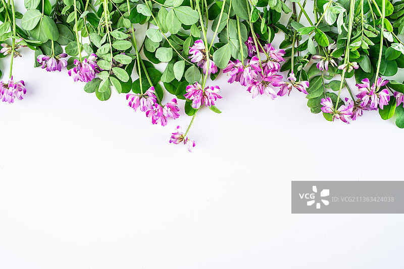 白背景上美丽的紫云英鲜花图片素材