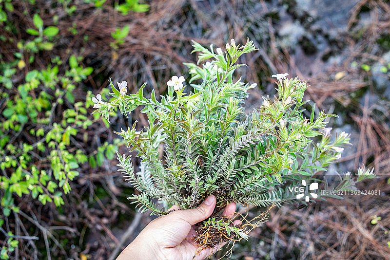 采集的新鲜中草药沙氏鹿茸草图片素材