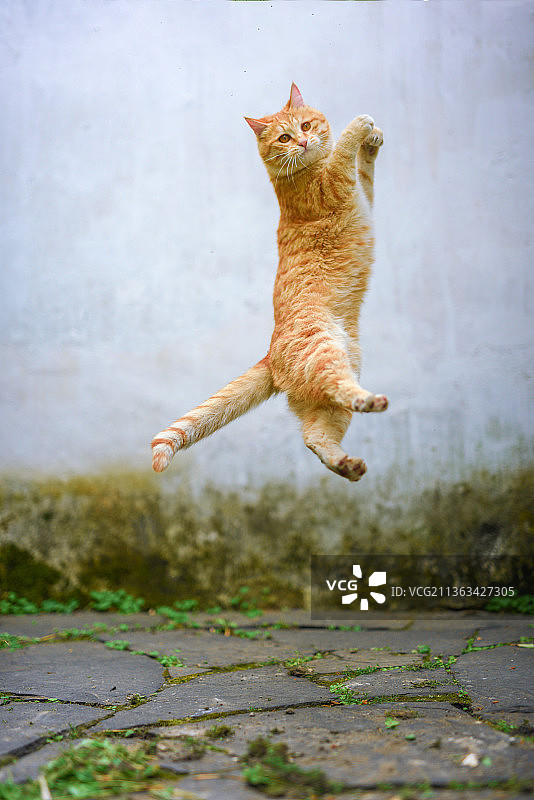 蹦蹦跳跳站立的小猫咪图片素材