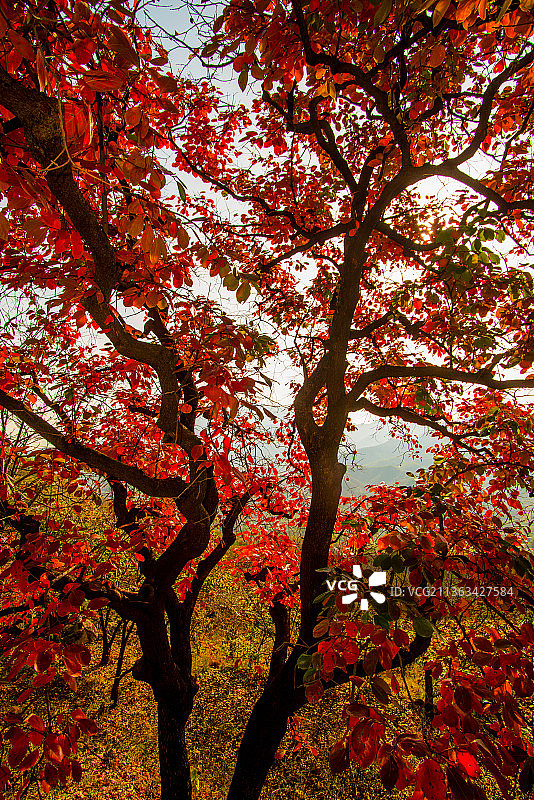 泰山红叶树图片素材