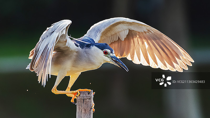 夜鹭图片素材