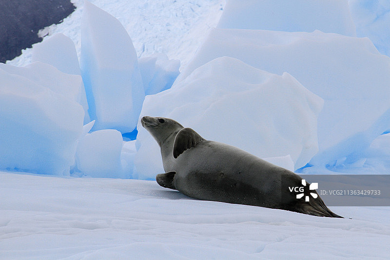 南极海豹图片素材