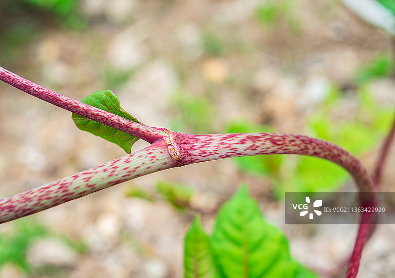 中草药虎杖茎杆特写图片素材