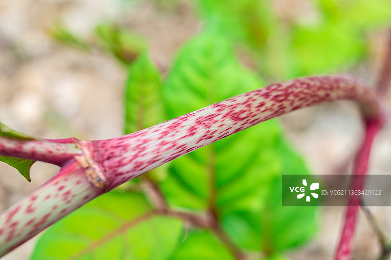 中草药虎杖茎杆特写图片素材