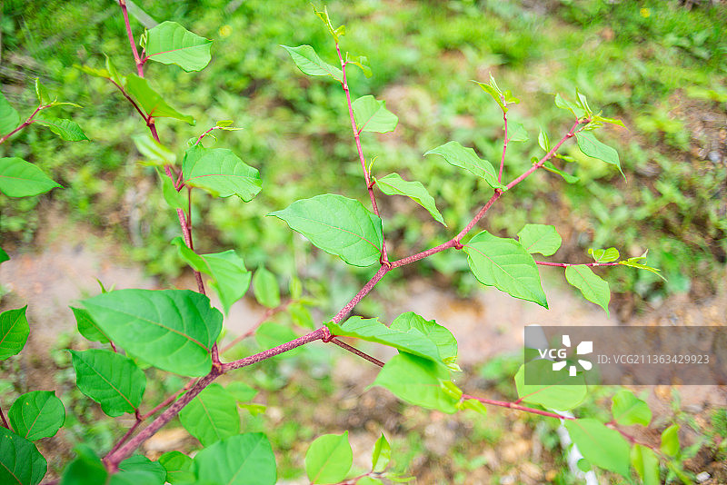 森林中生长的中草药虎杖图片素材