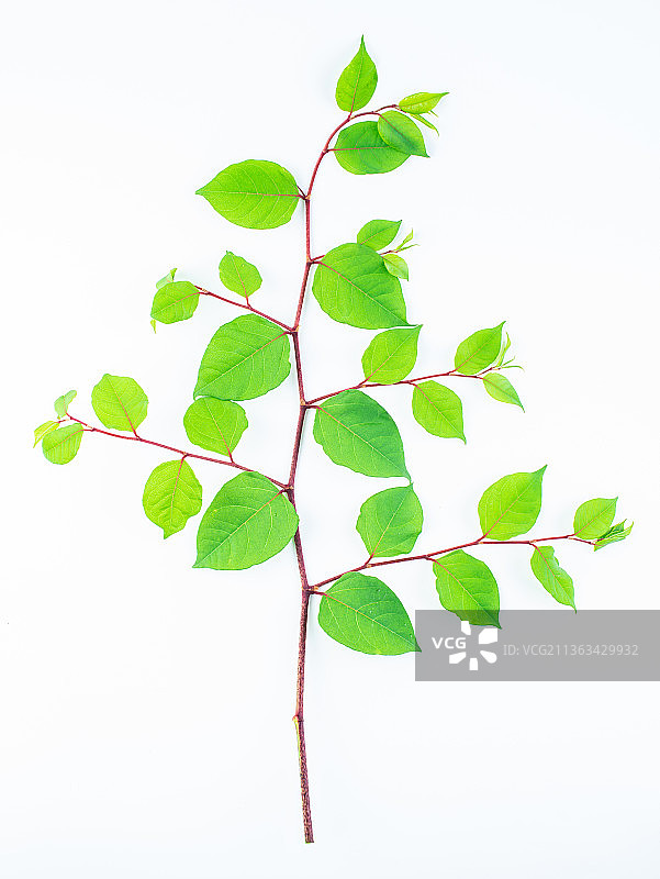 白背景上一棵新鲜中草药虎杖图片素材