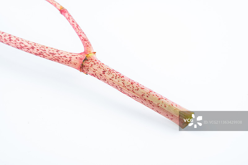 白背景上的新鲜野菜酸筒杆图片素材