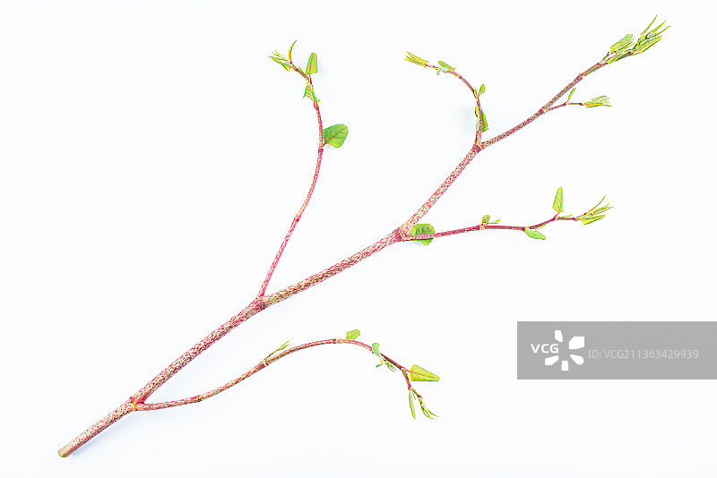 白背景上的新鲜中草药虎杖图片素材