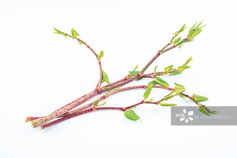 白背景上的新鲜野菜酸筒杆图片素材