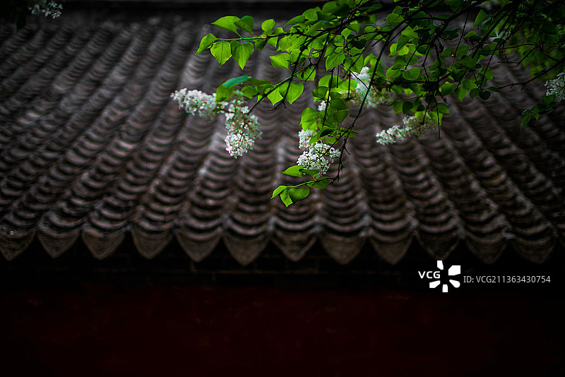 泰安王母池流苏花开图片素材