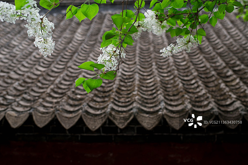 泰安王母池流苏花开图片素材