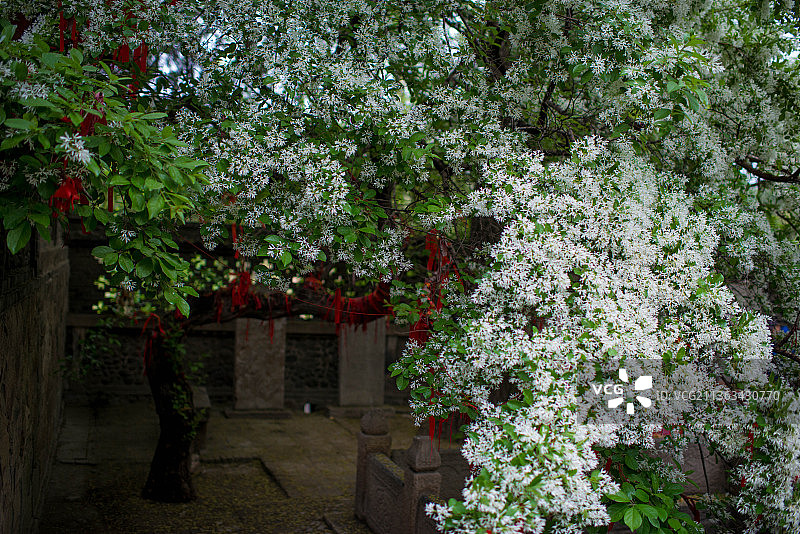 泰安王母池流苏花开图片素材