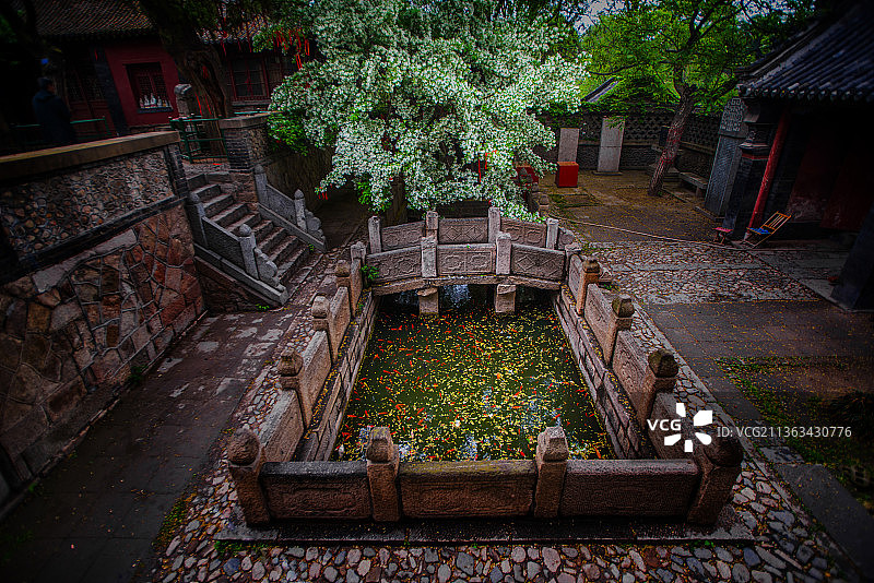 泰安王母池流苏花开图片素材