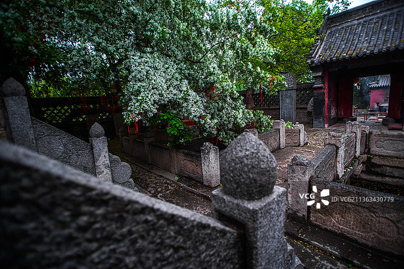 泰安王母池流苏花开图片素材
