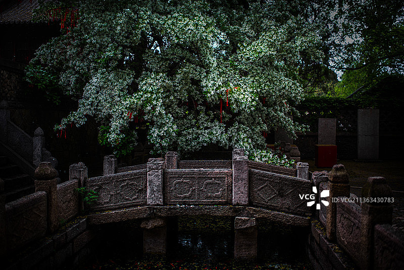 泰安王母池流苏花开图片素材