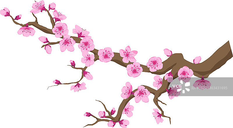 樱花树枝图片素材