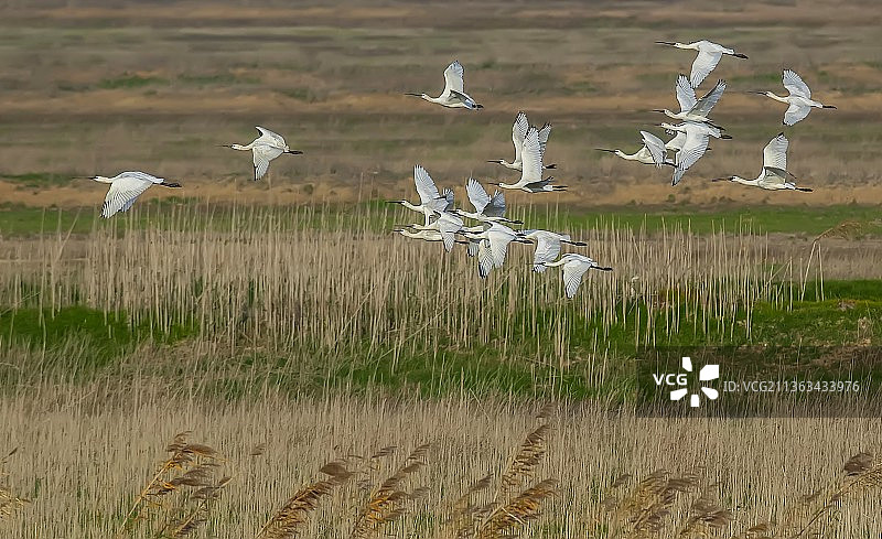 白琵鹭穿越图片素材