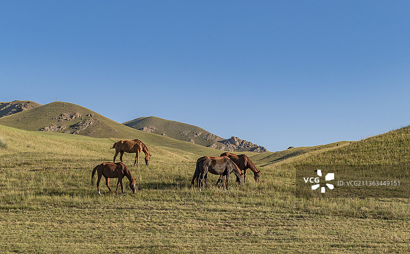 新疆伊犁：昭苏，天马的草原图片素材