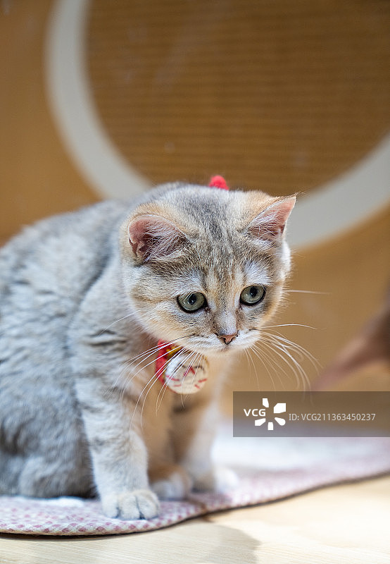 美国短毛猫图片素材